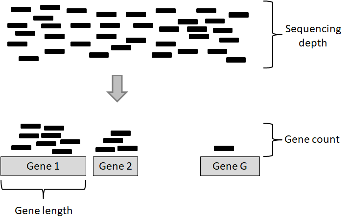 Key concepts involved in an RNA-seq experiment.